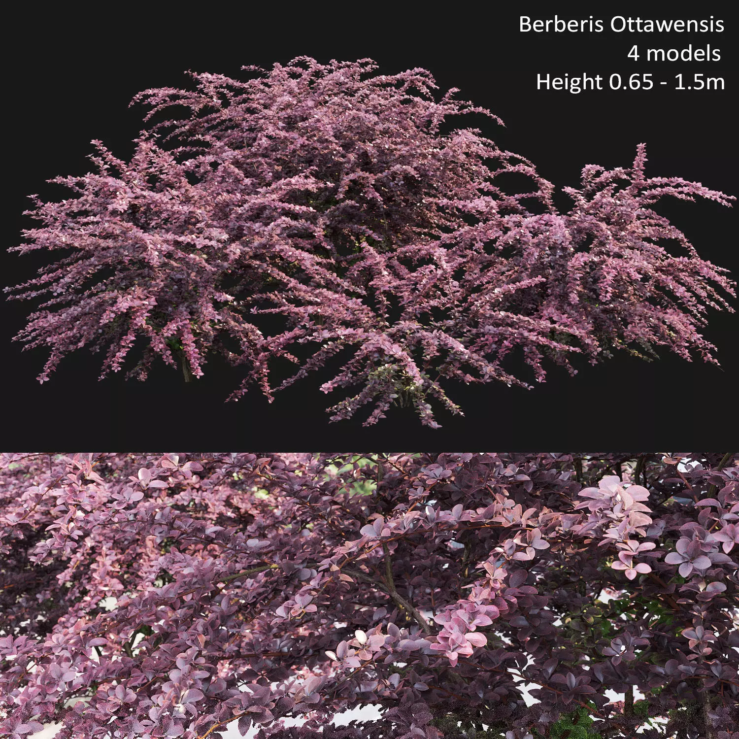 Berberis Ottawensis 01 3D model_0