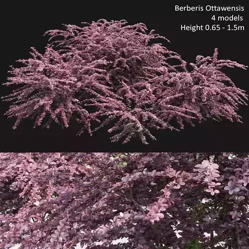 Berberis Ottawensis 01