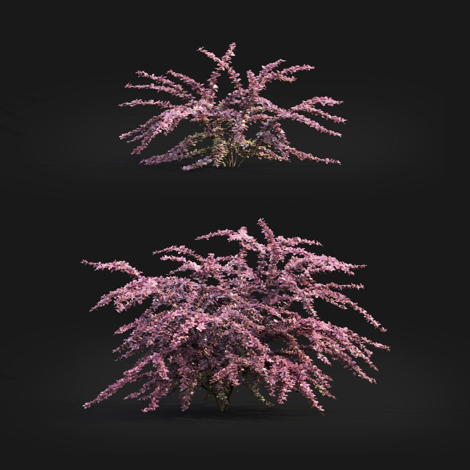 Berberis Ottawensis 01 3D model_3