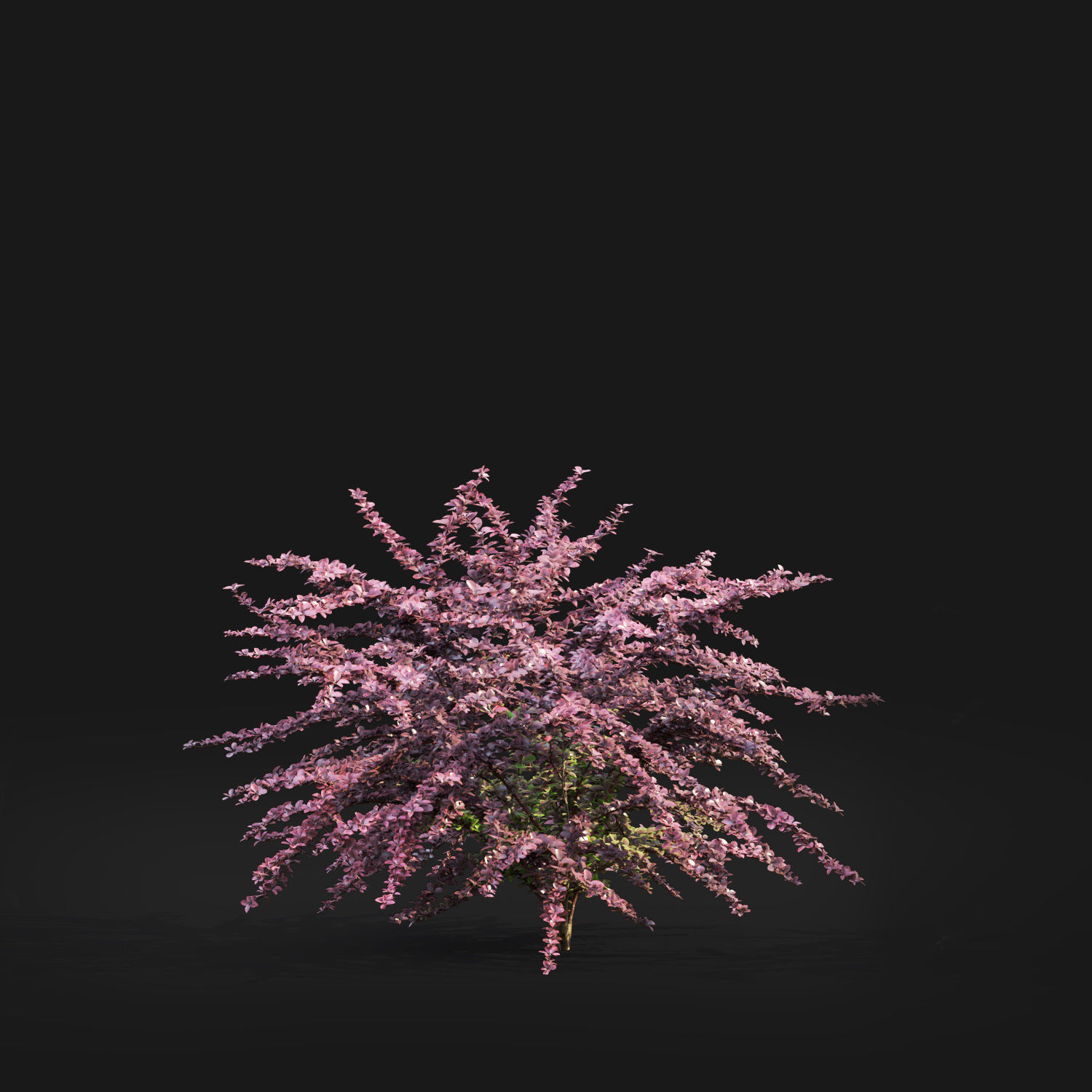 Berberis Ottawensis 01 3D model_2