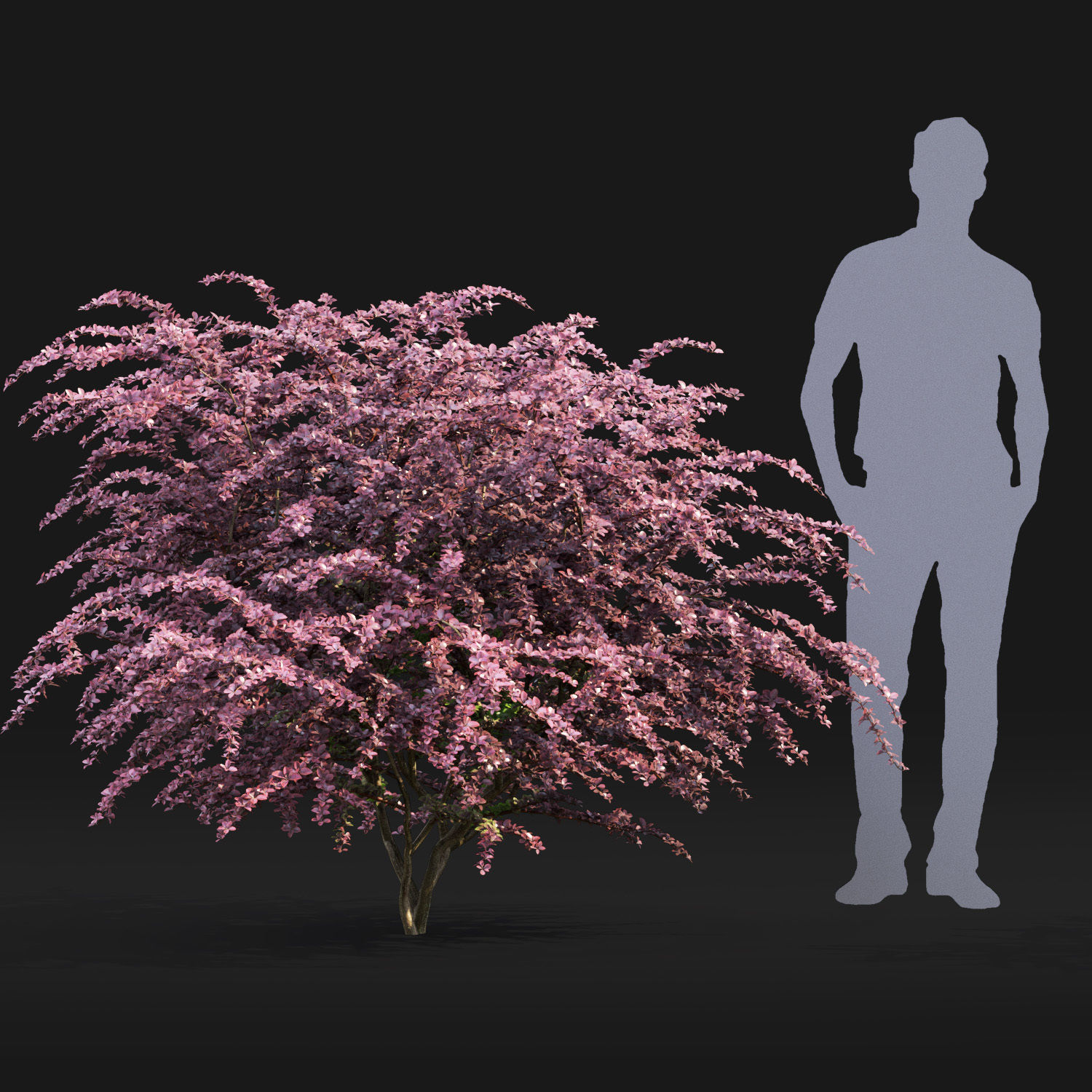Berberis Ottawensis 01 3D model_1