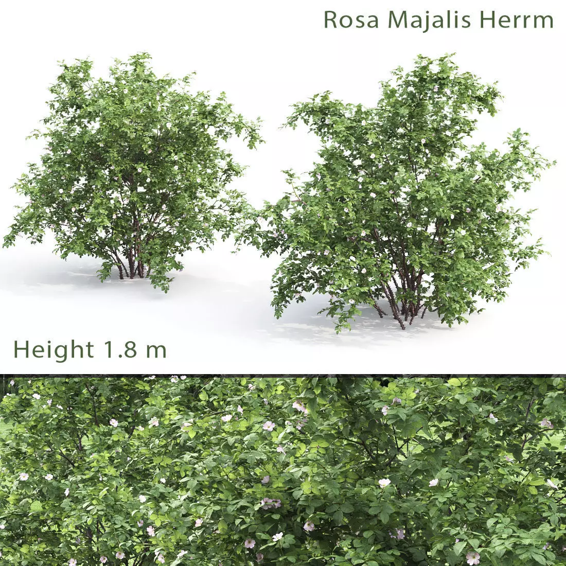 Rosa Majalis 01 3D model