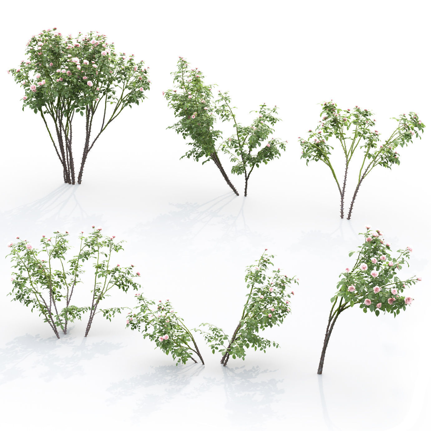 Rose bush 03 3D model_4