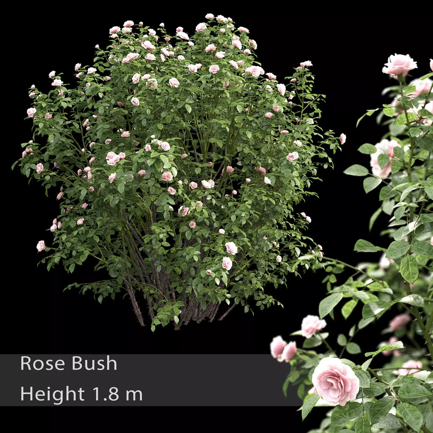 Rose bush 03 3D model_0
