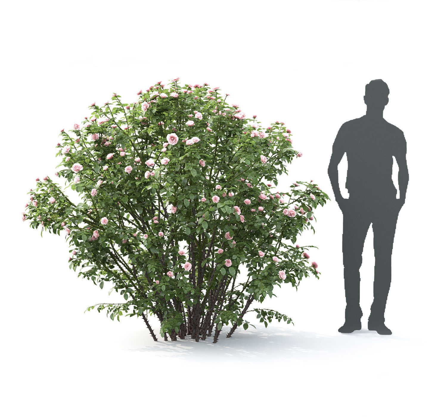 Rose bush 03 3D model_2