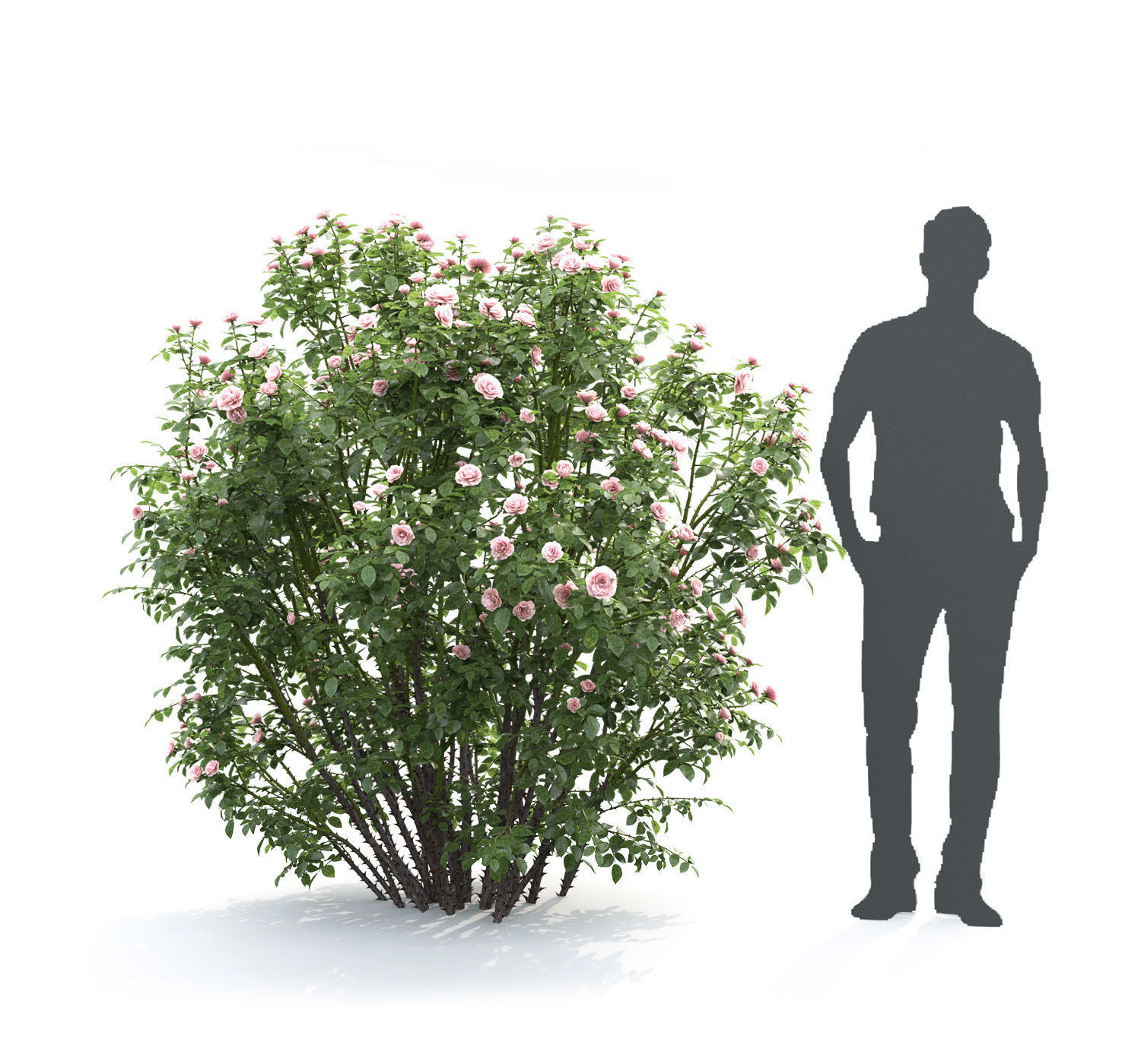 Rose bush 03 3D model_3