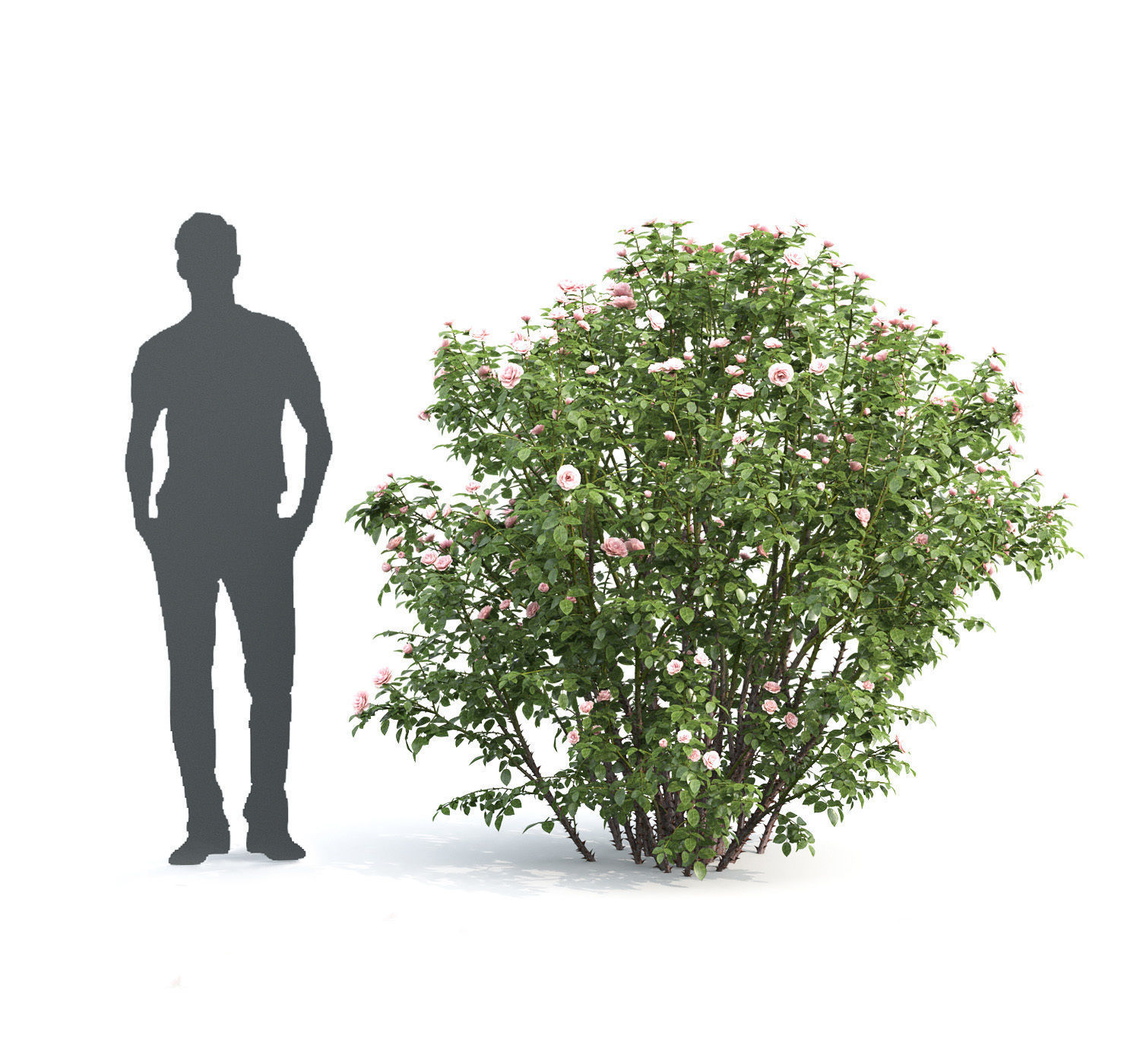 Rose bush 03 3D model_1