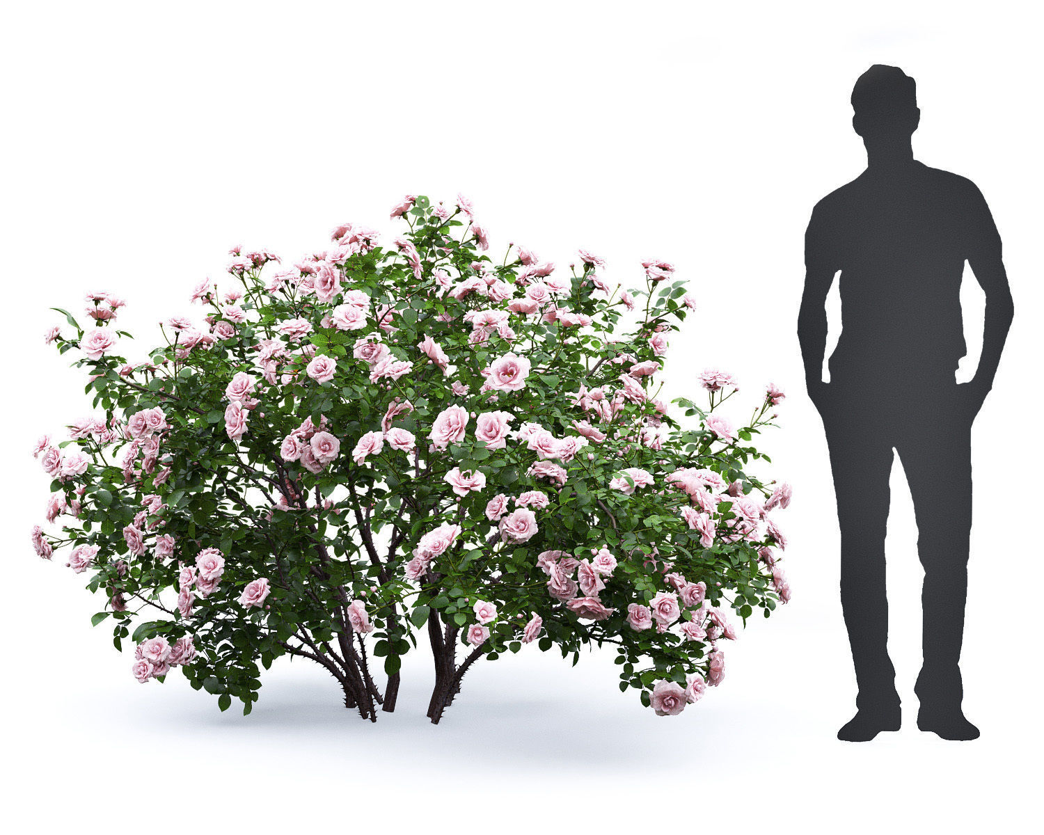 Rose bush 04 3D model_3