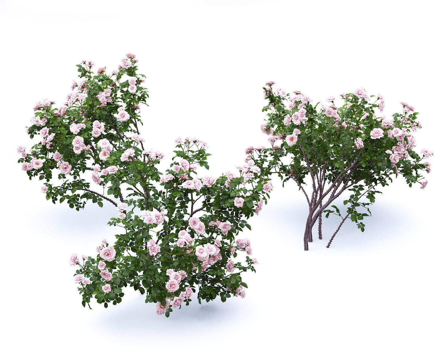 Rose bush 04 3D model_5