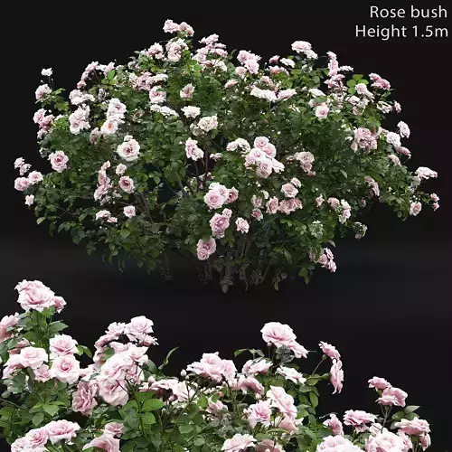 Rose bush 04 3D model
