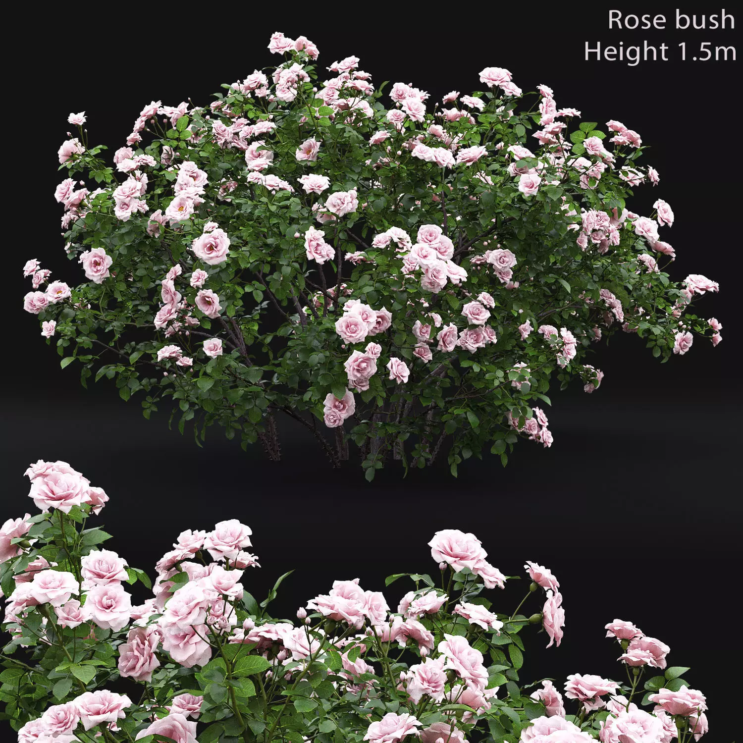 Rose bush 04 3D model_0