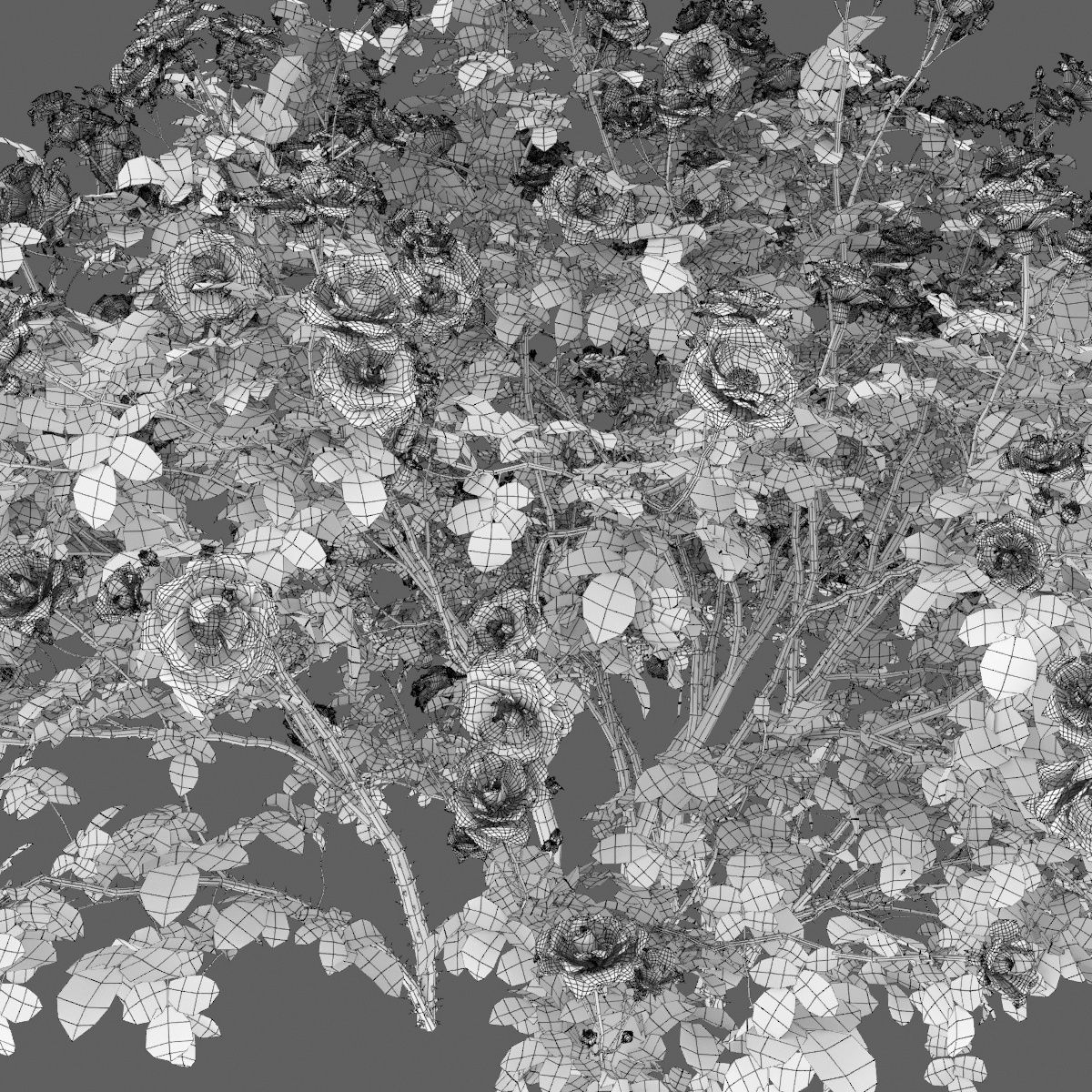 Rose bush 04 3D model_6