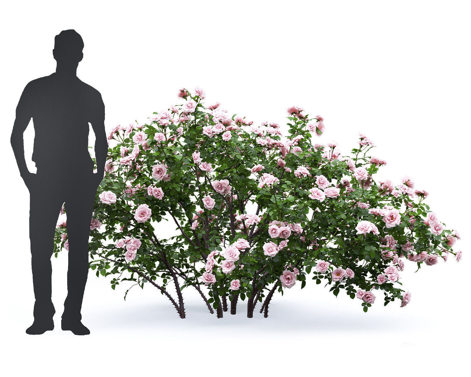 Rose bush 04 3D model_2