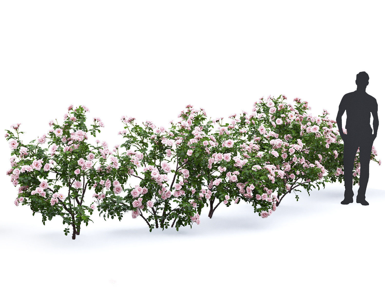 Rose bush 04 3D model_4