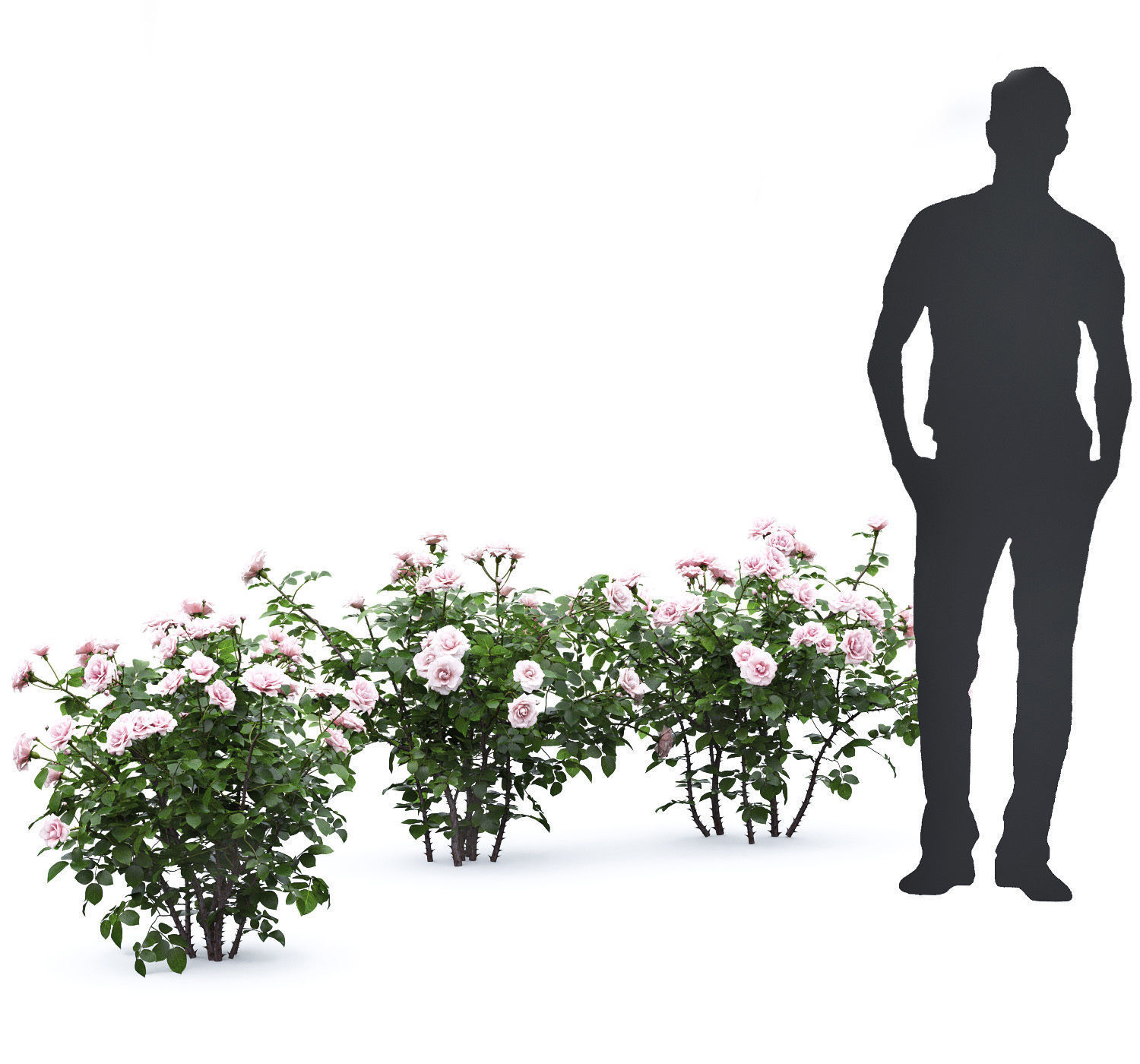 Rose bush 05 3D model_5