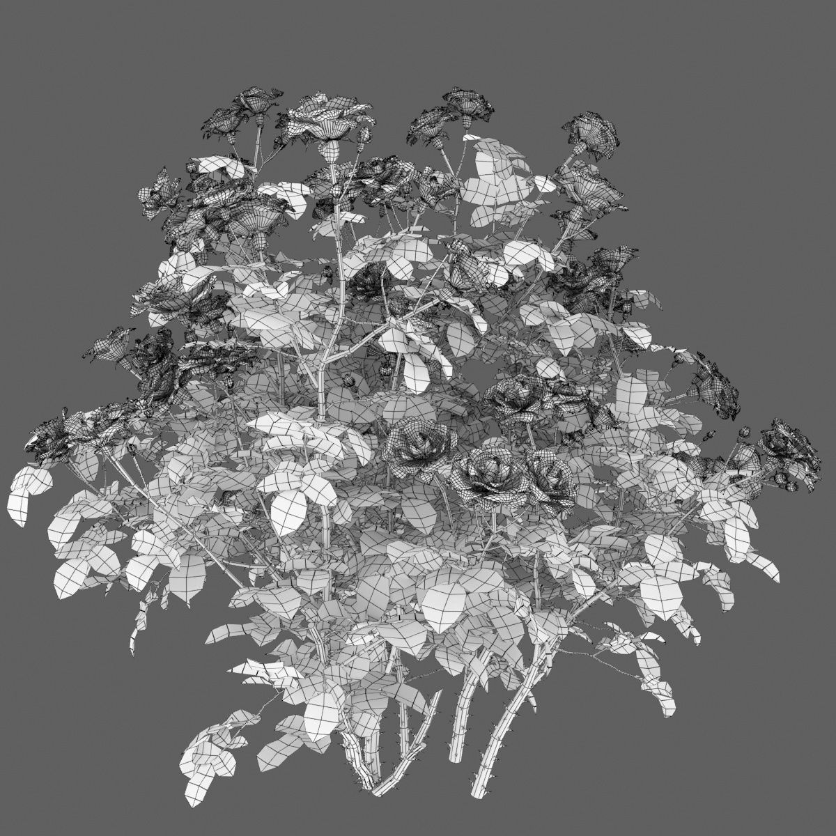 Rose bush 05 3D model_7