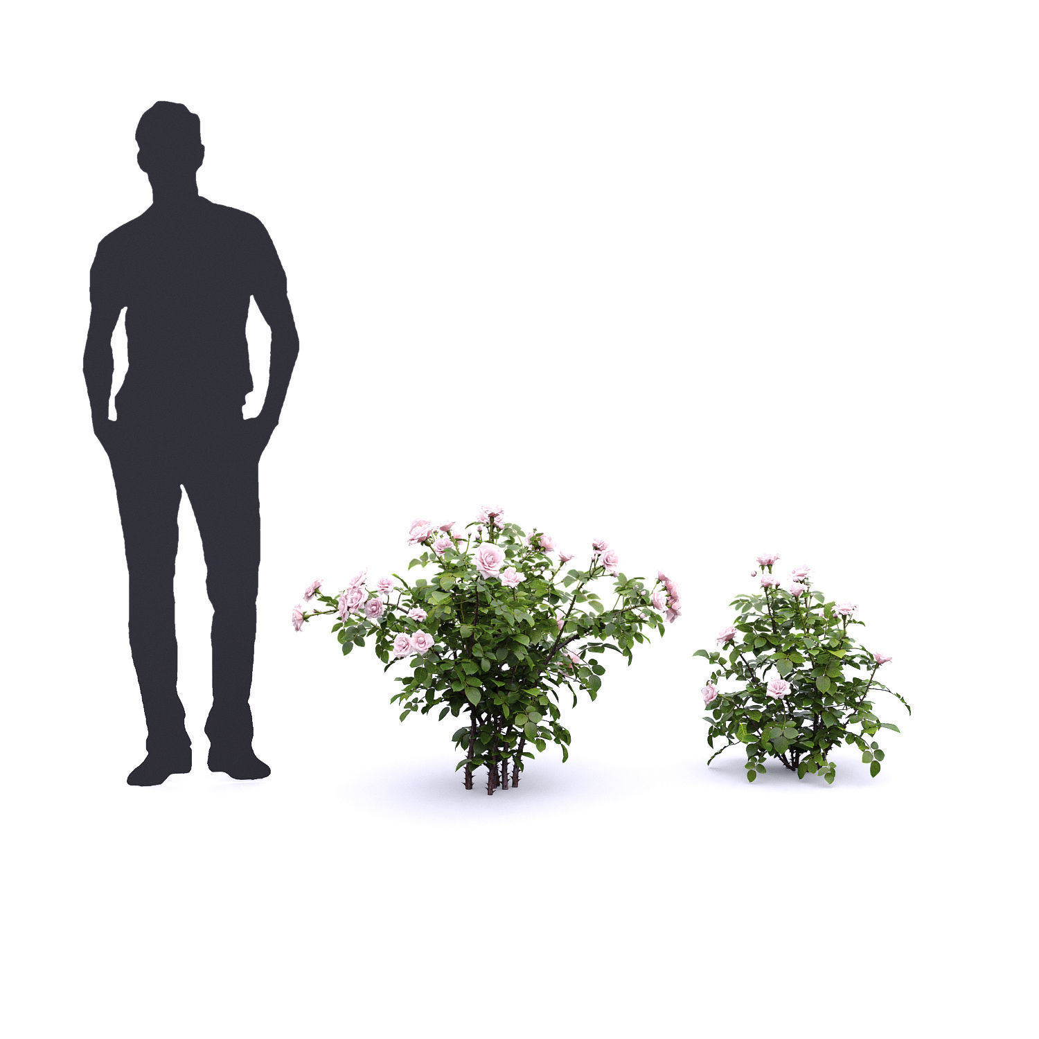 Rose bush 05 3D model_4