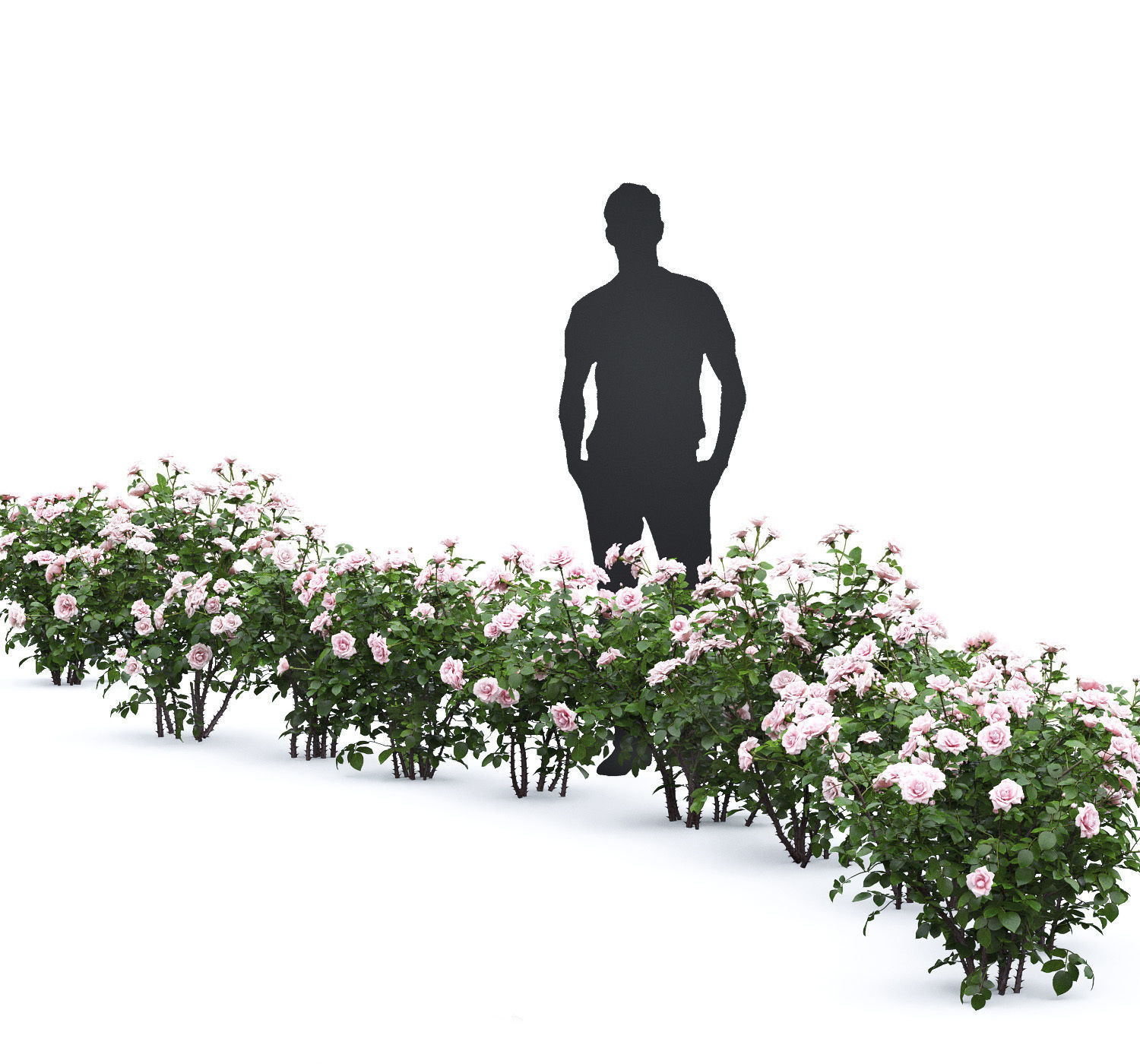 Rose bush 05 3D model_6