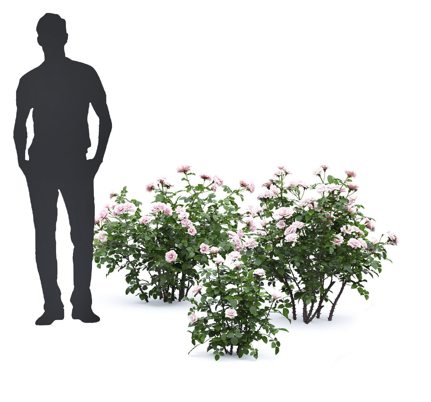 Rose bush 05 3D model_3