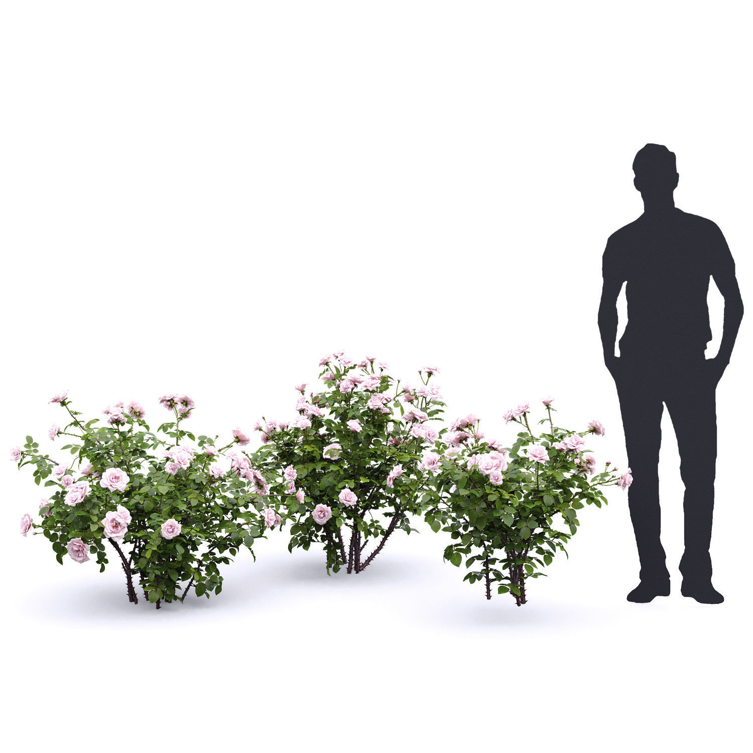 Rose bush 05 3D model_2