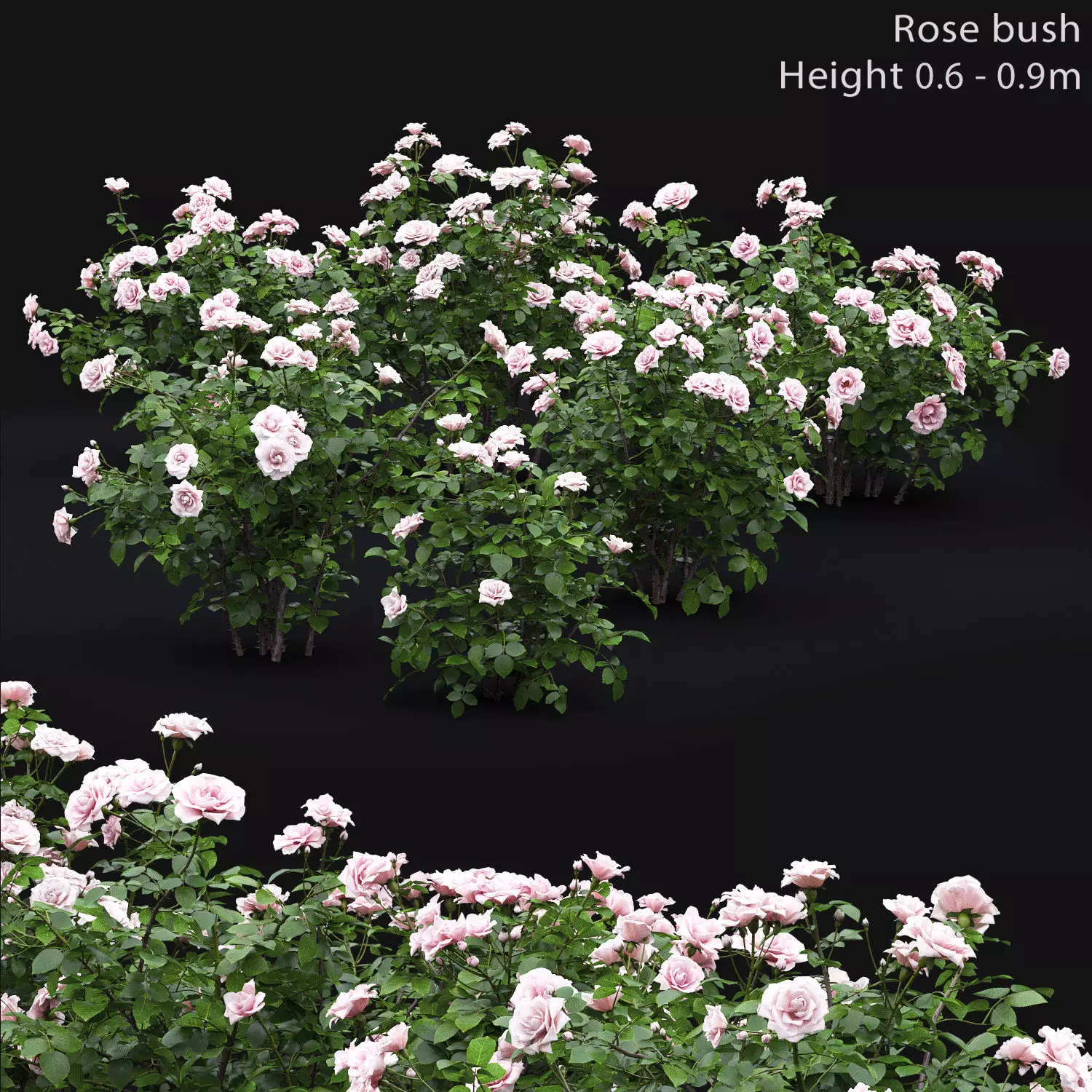 Rose bush 05 3D model_0
