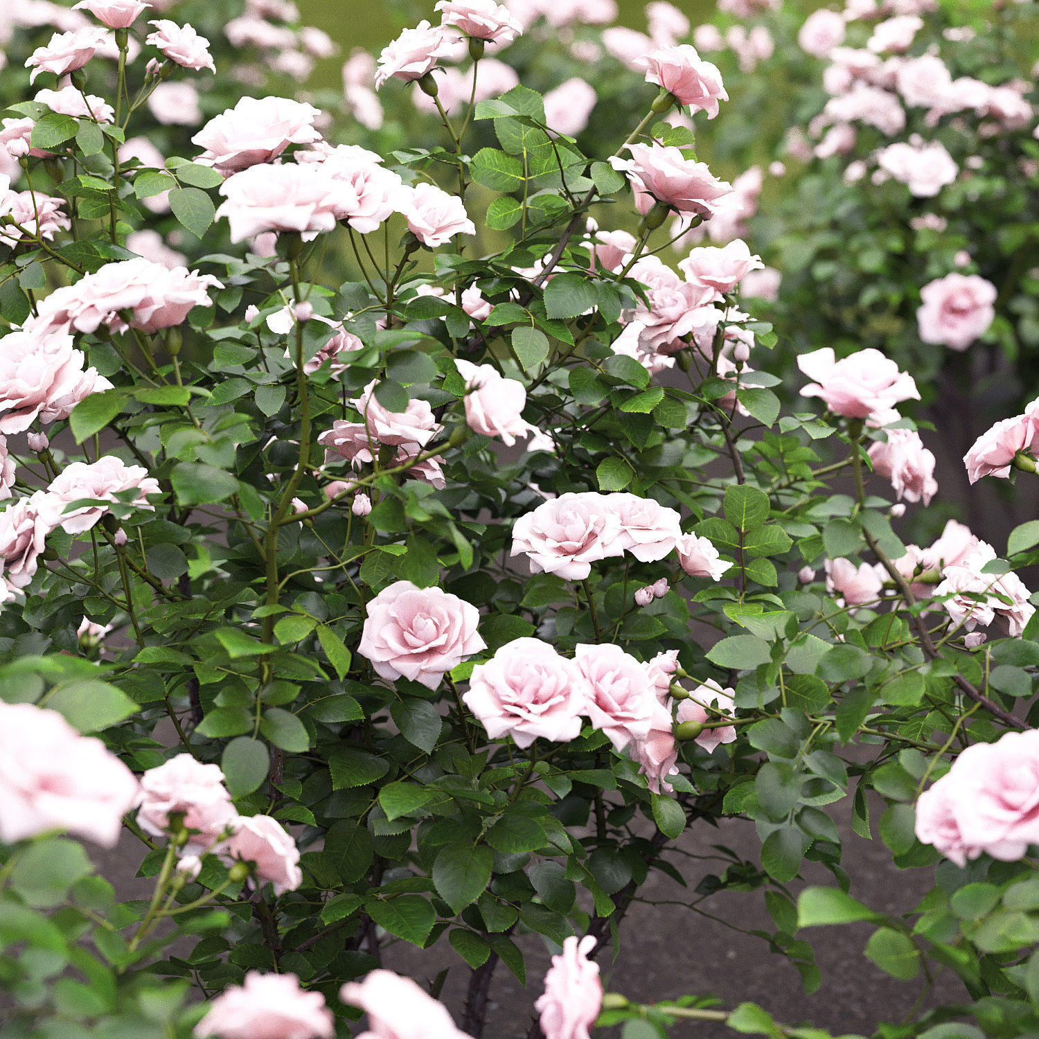 Rose bush 05 3D model_1