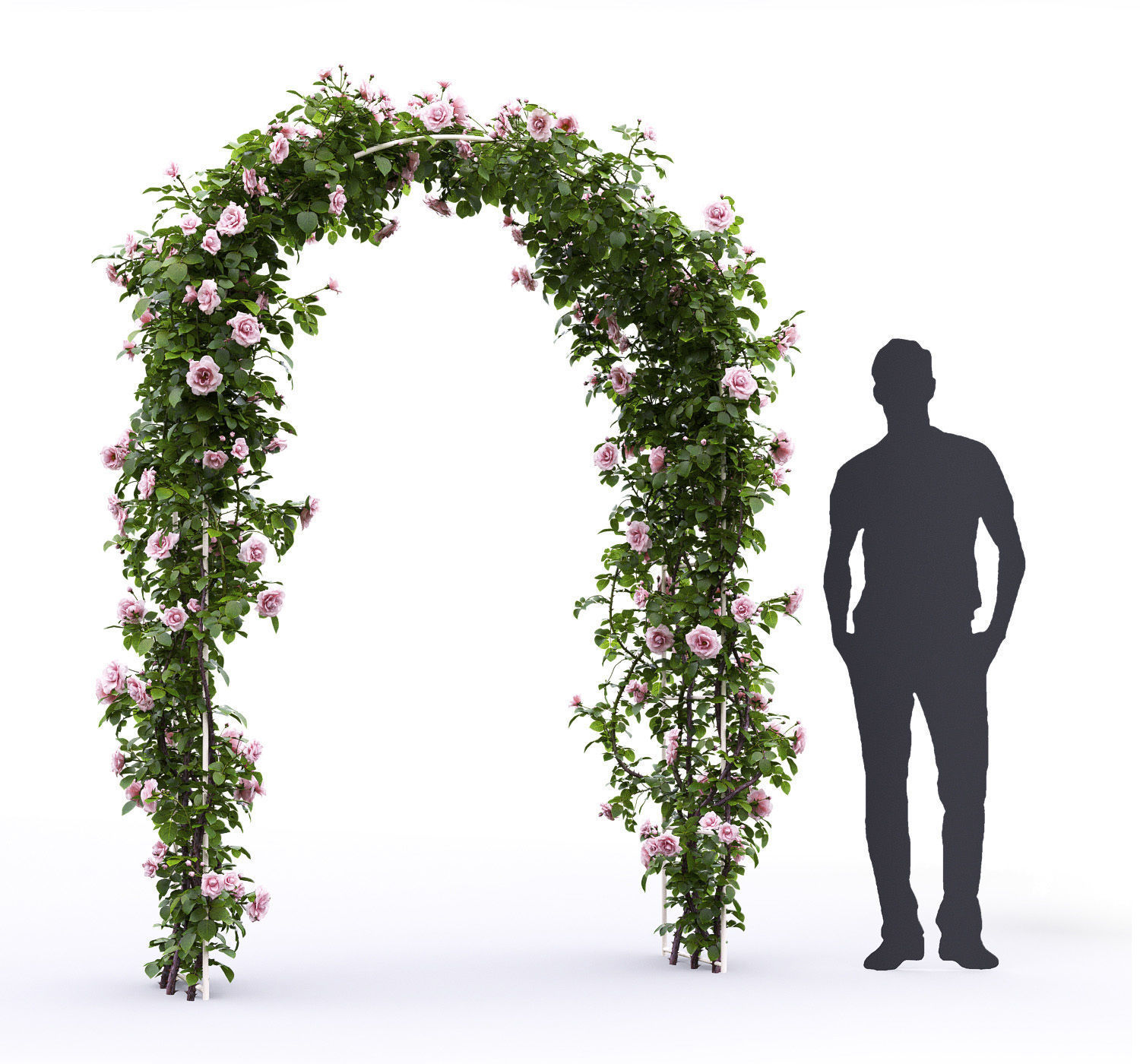 Rose climbing 01 3D model_3