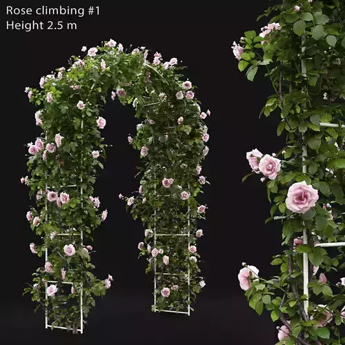 Rose climbing 01 3D model