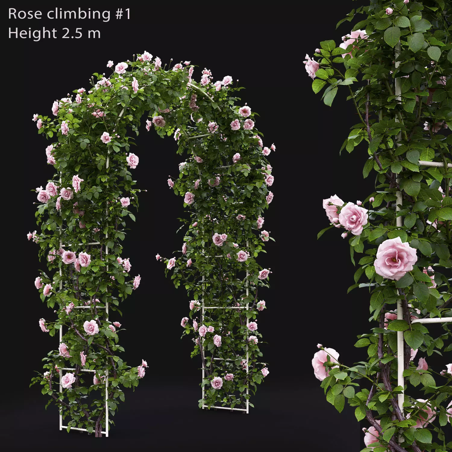 Rose climbing 01 3D model_0