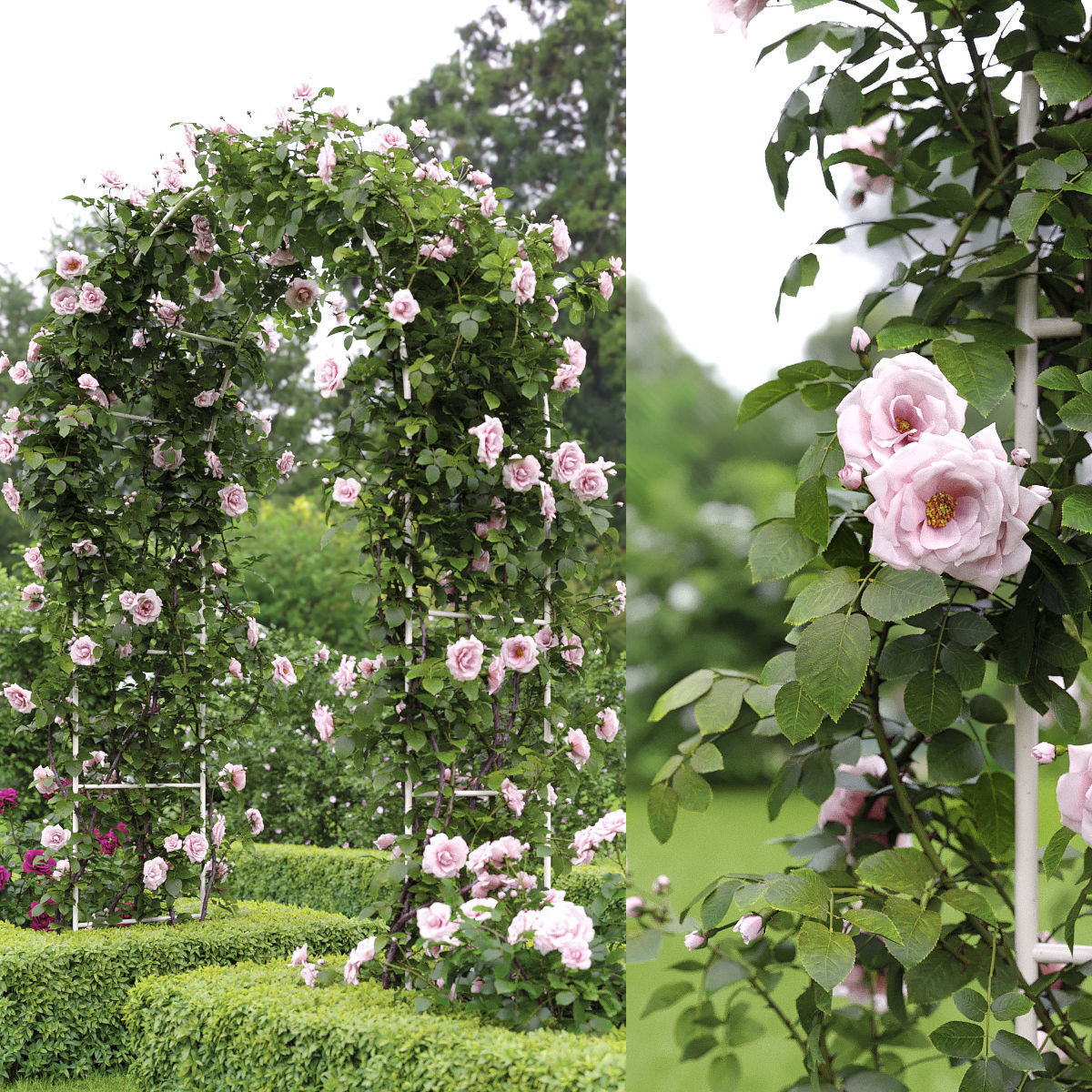 Rose climbing 01 3D model_1