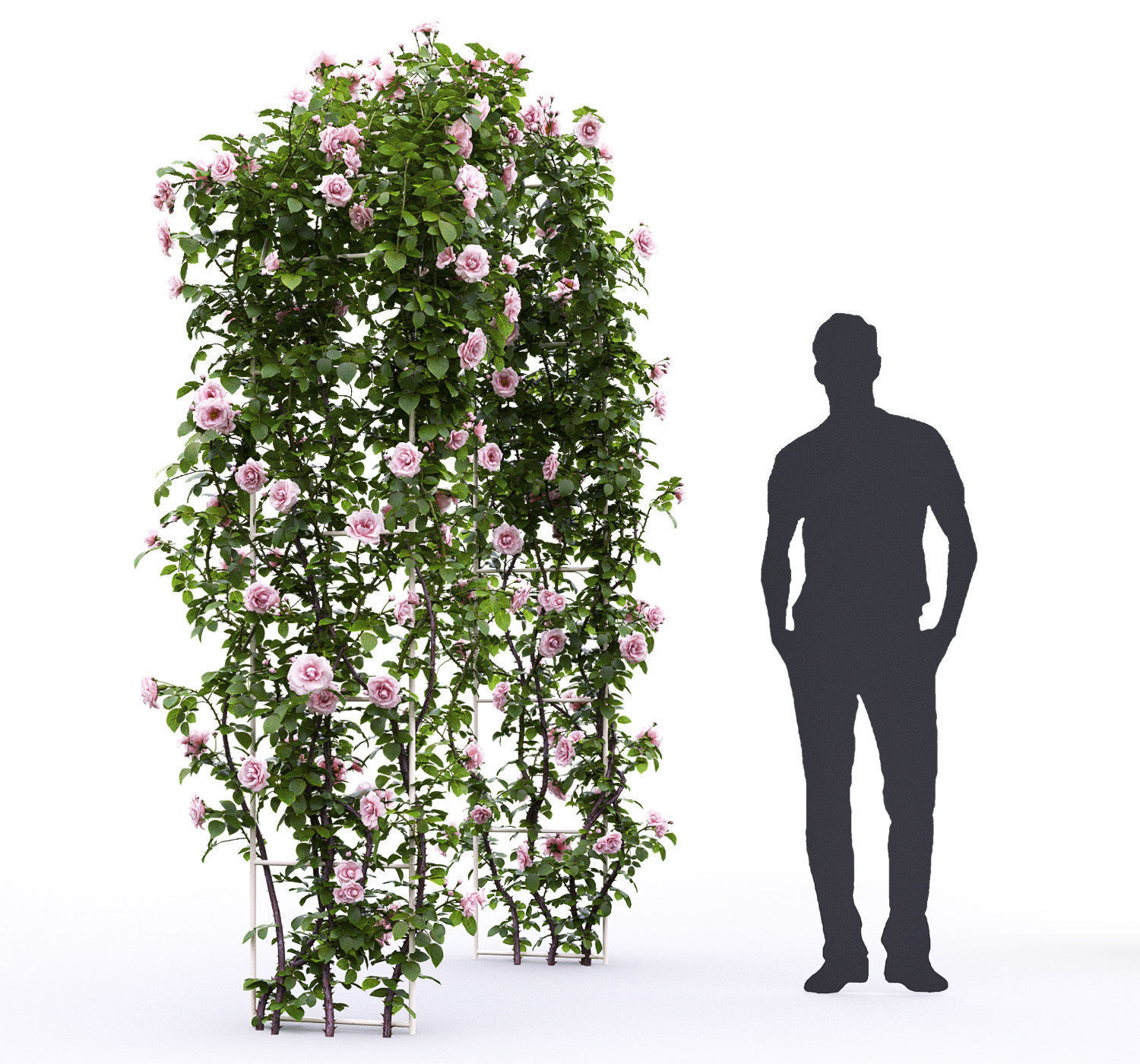 Rose climbing 01 3D model_4