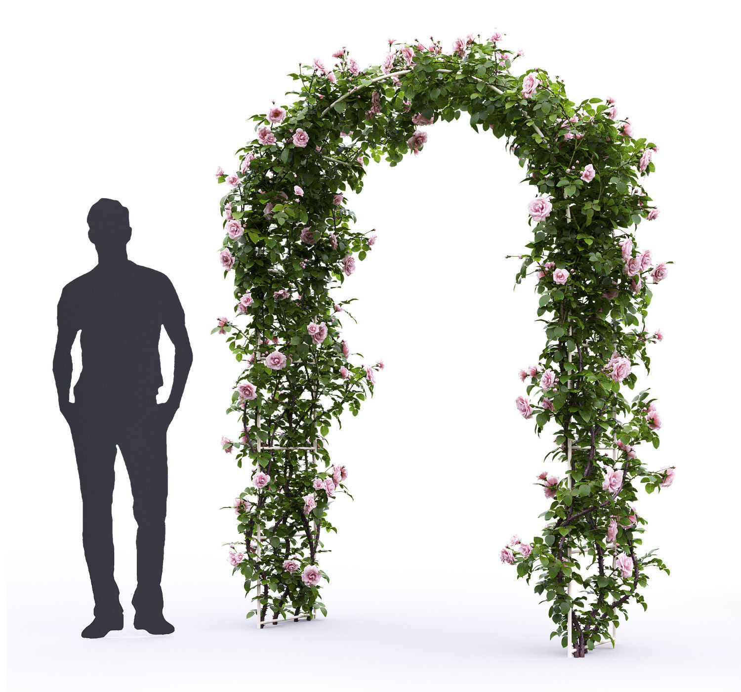 Rose climbing 01 3D model_2