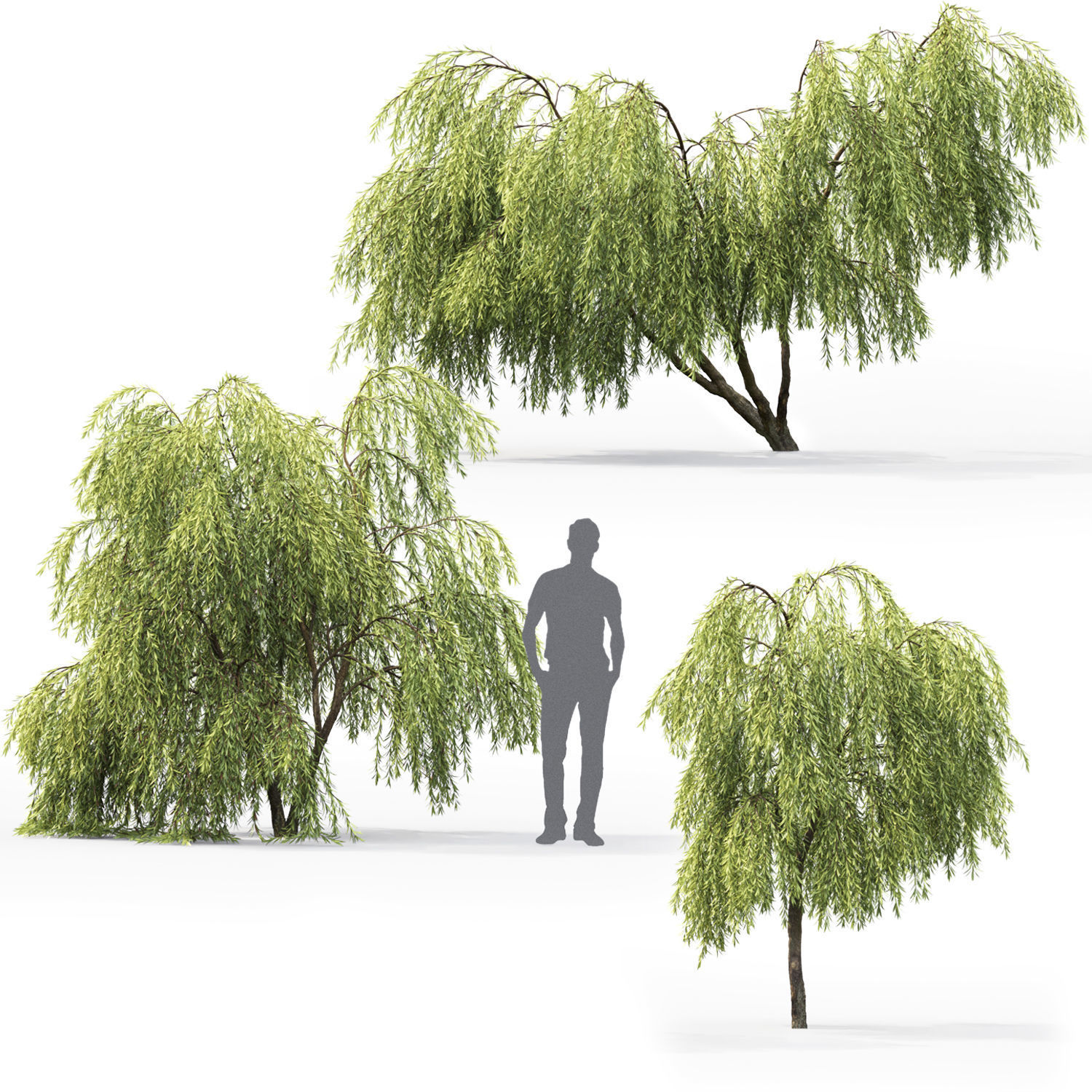 Salix 01 H260 cm 3D model_1