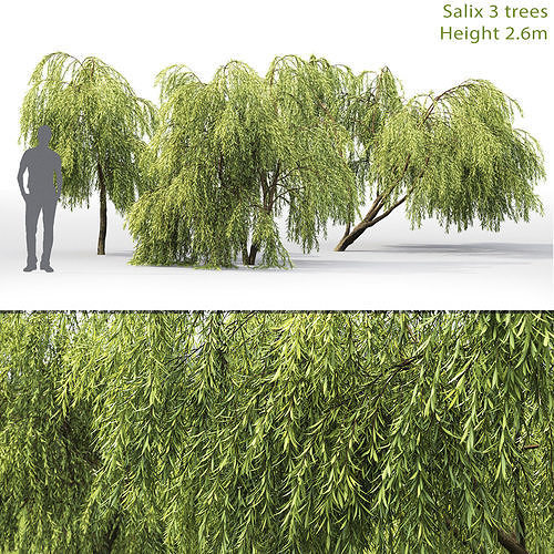 Salix 01 H260 cm 3D model