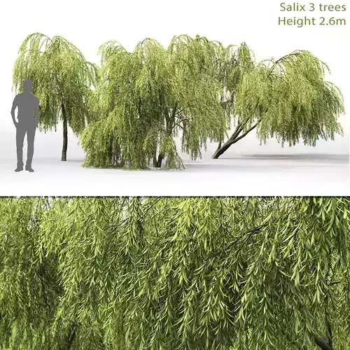 Salix 01 H260 cm 3D model
