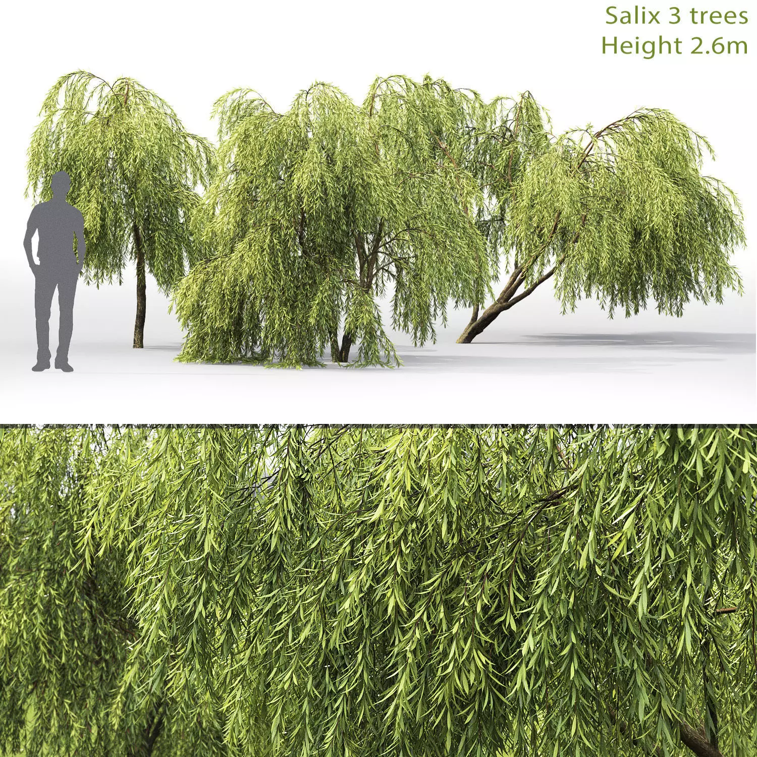 Salix 01 H260 cm 3D model_0