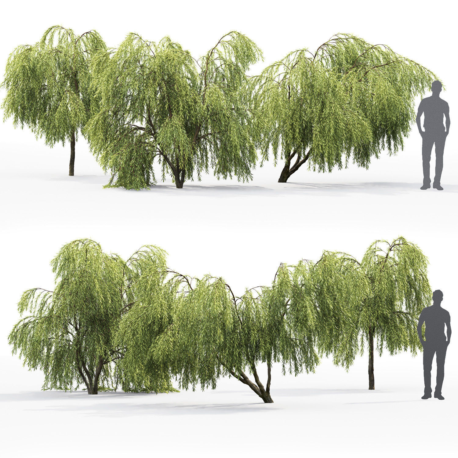 Salix 01 H260 cm 3D model_2