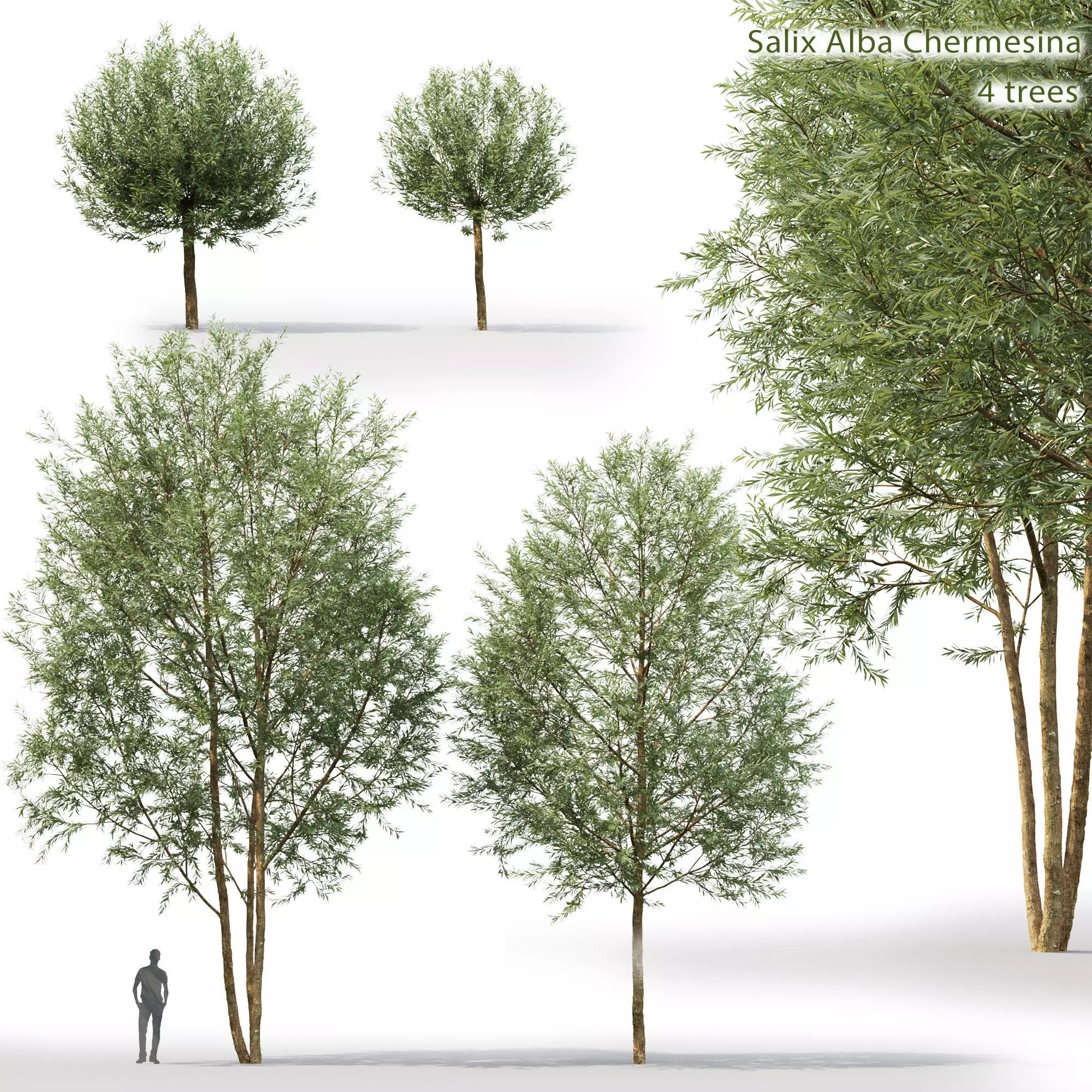 Salix Alba Chermesina 01 3D model