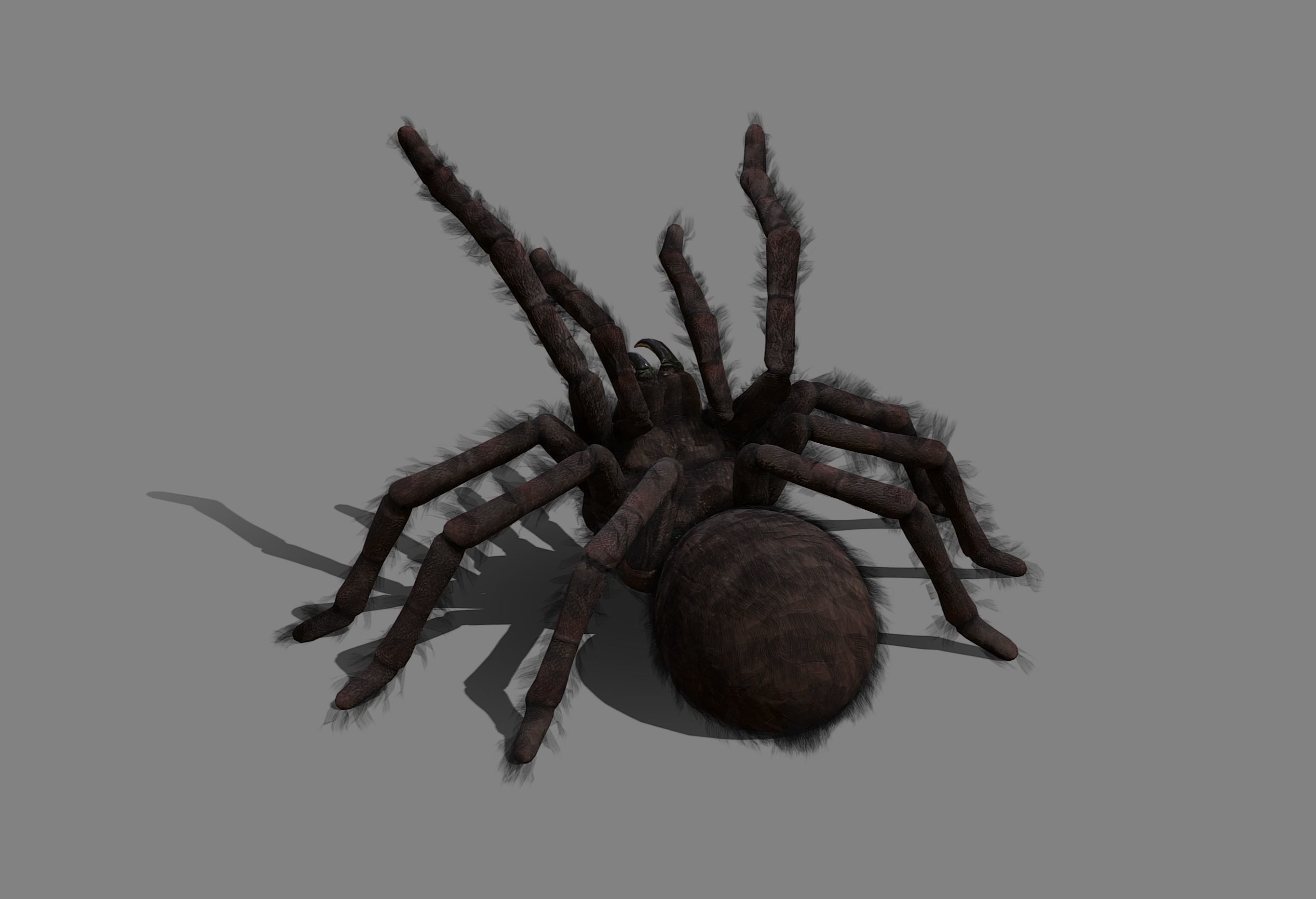 Spider - Tarantula with animations Low-poly 3D model_8
