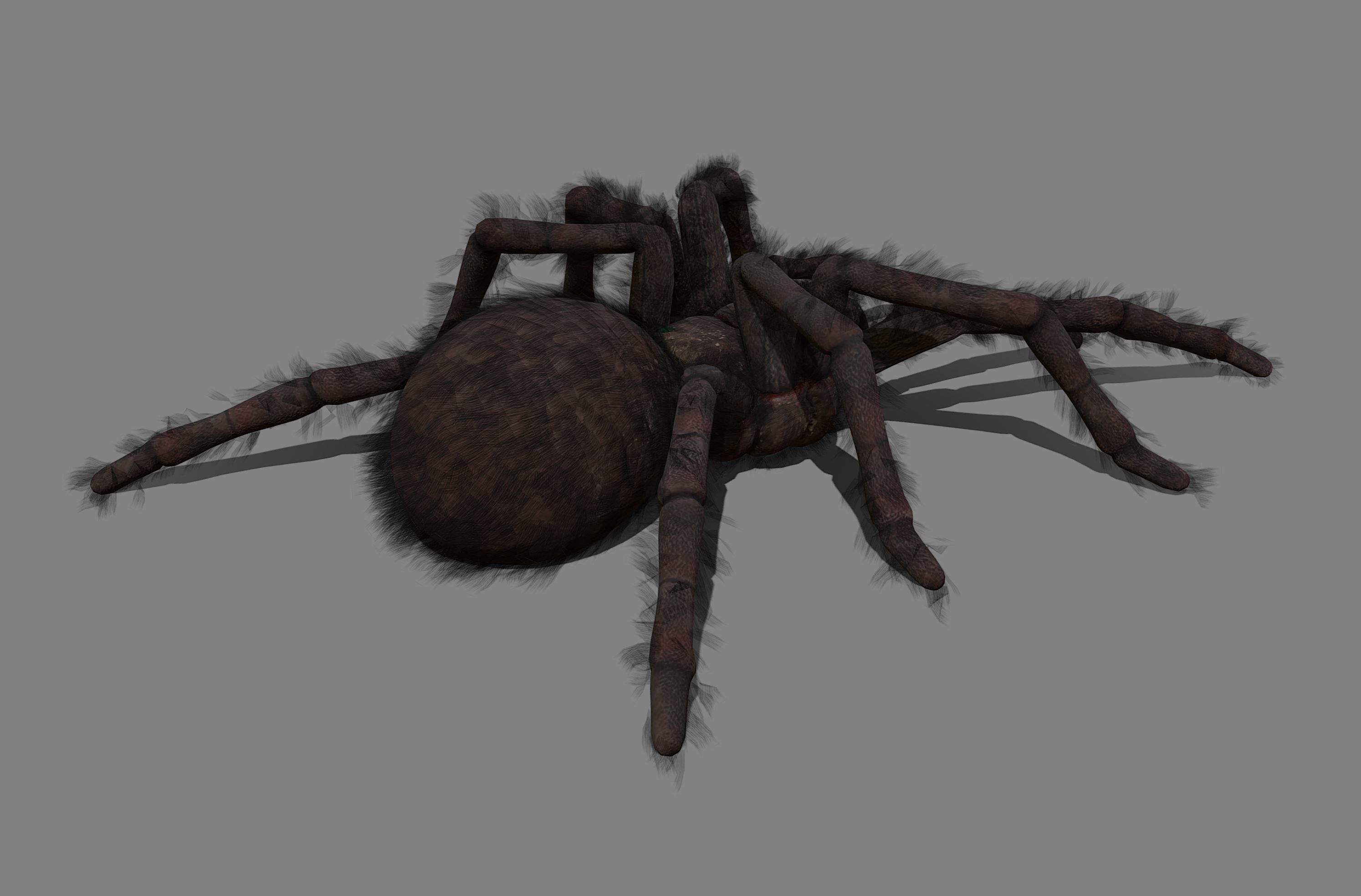 Spider - Tarantula with animations Low-poly 3D model_11