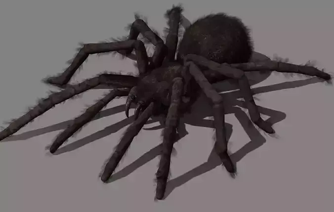 Spider - Tarantula with animations Low-poly 3D model