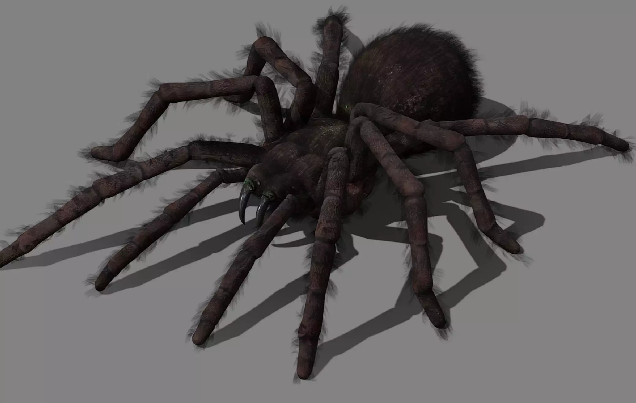 Spider - Tarantula with animations Low-poly 3D model_0