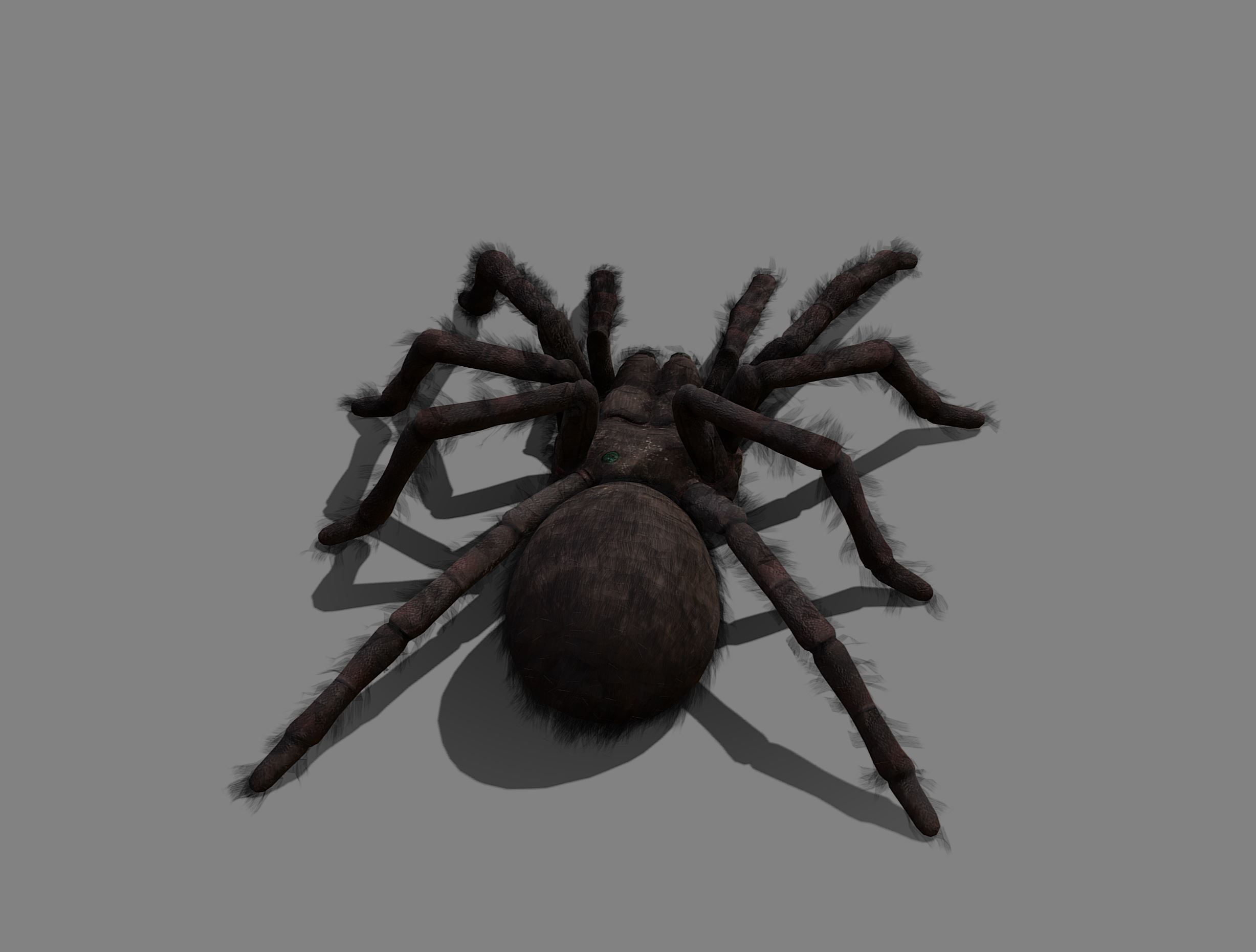 Spider - Tarantula with animations Low-poly 3D model_4