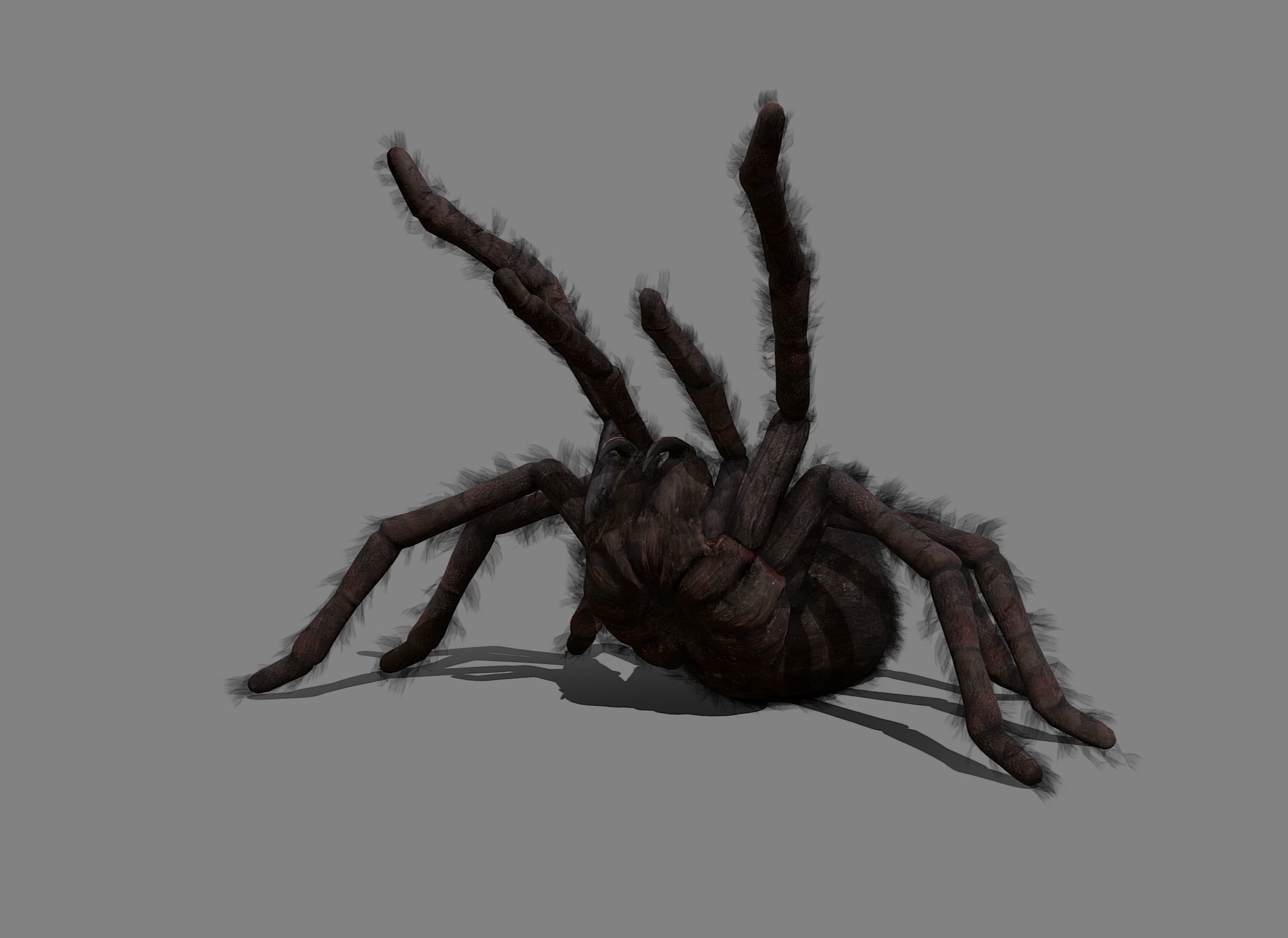 Spider - Tarantula with animations Low-poly 3D model_7