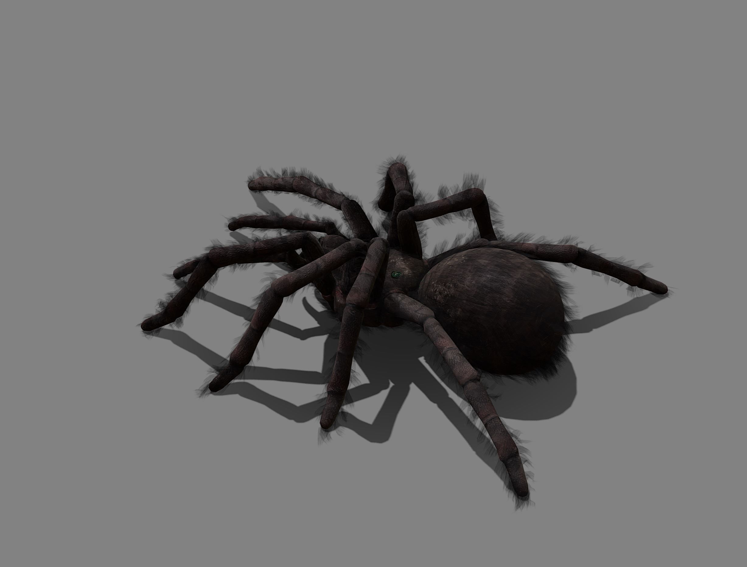 Spider - Tarantula with animations Low-poly 3D model_5