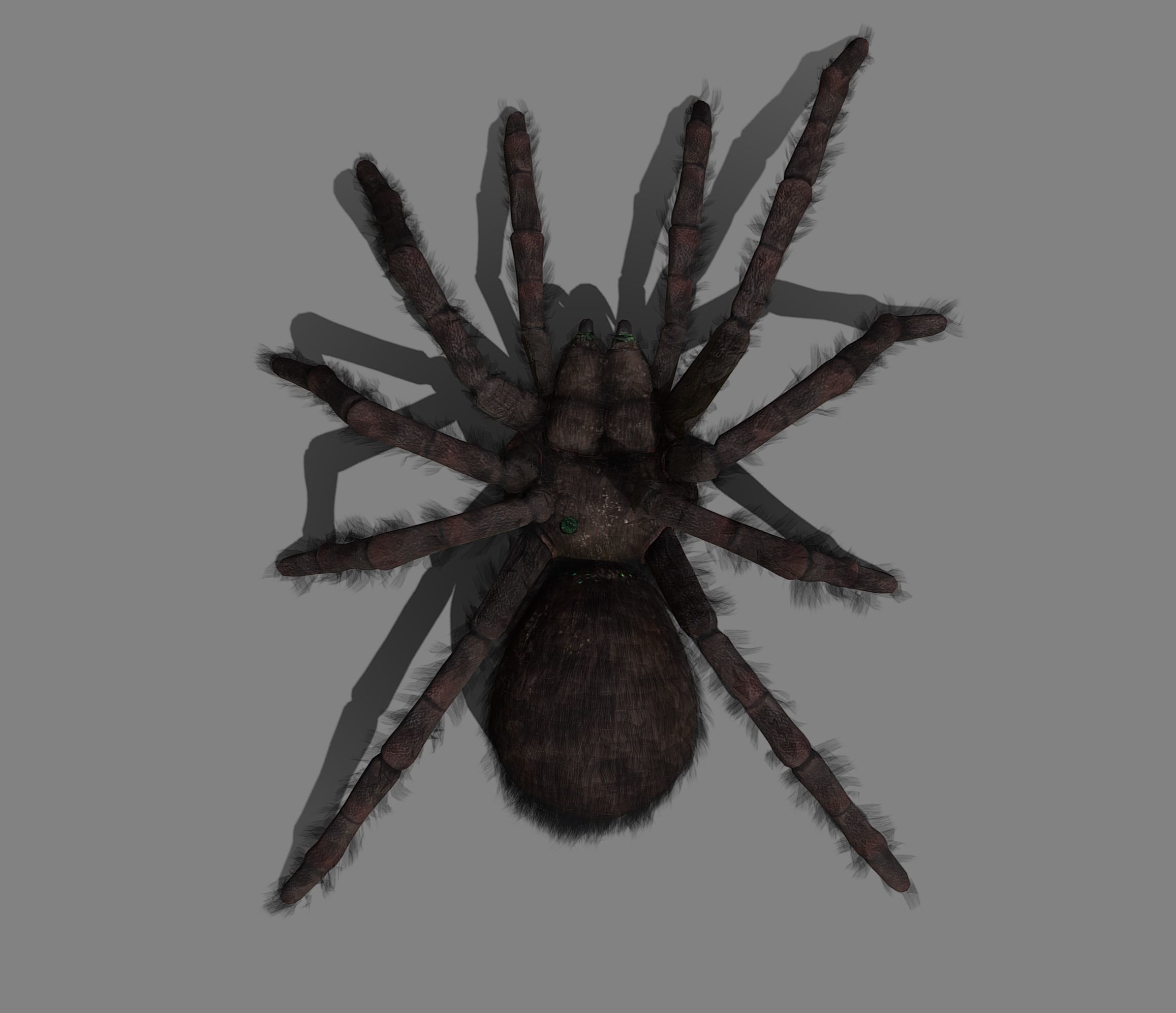 Spider - Tarantula with animations Low-poly 3D model_6