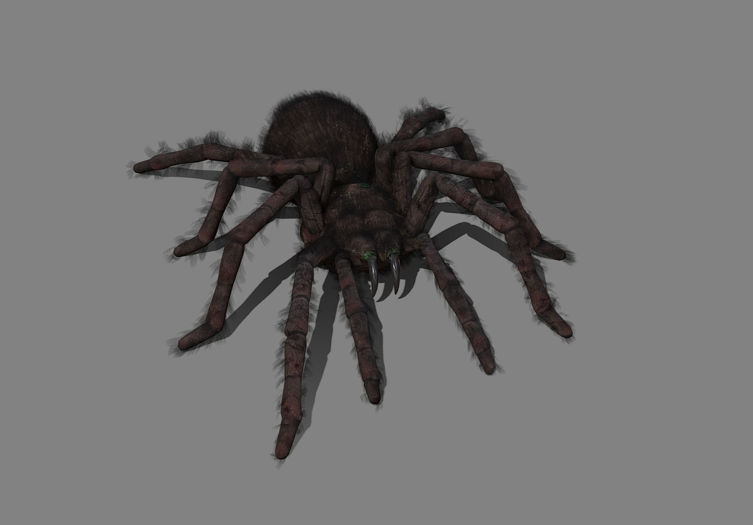 Spider - Tarantula with animations Low-poly 3D model_2