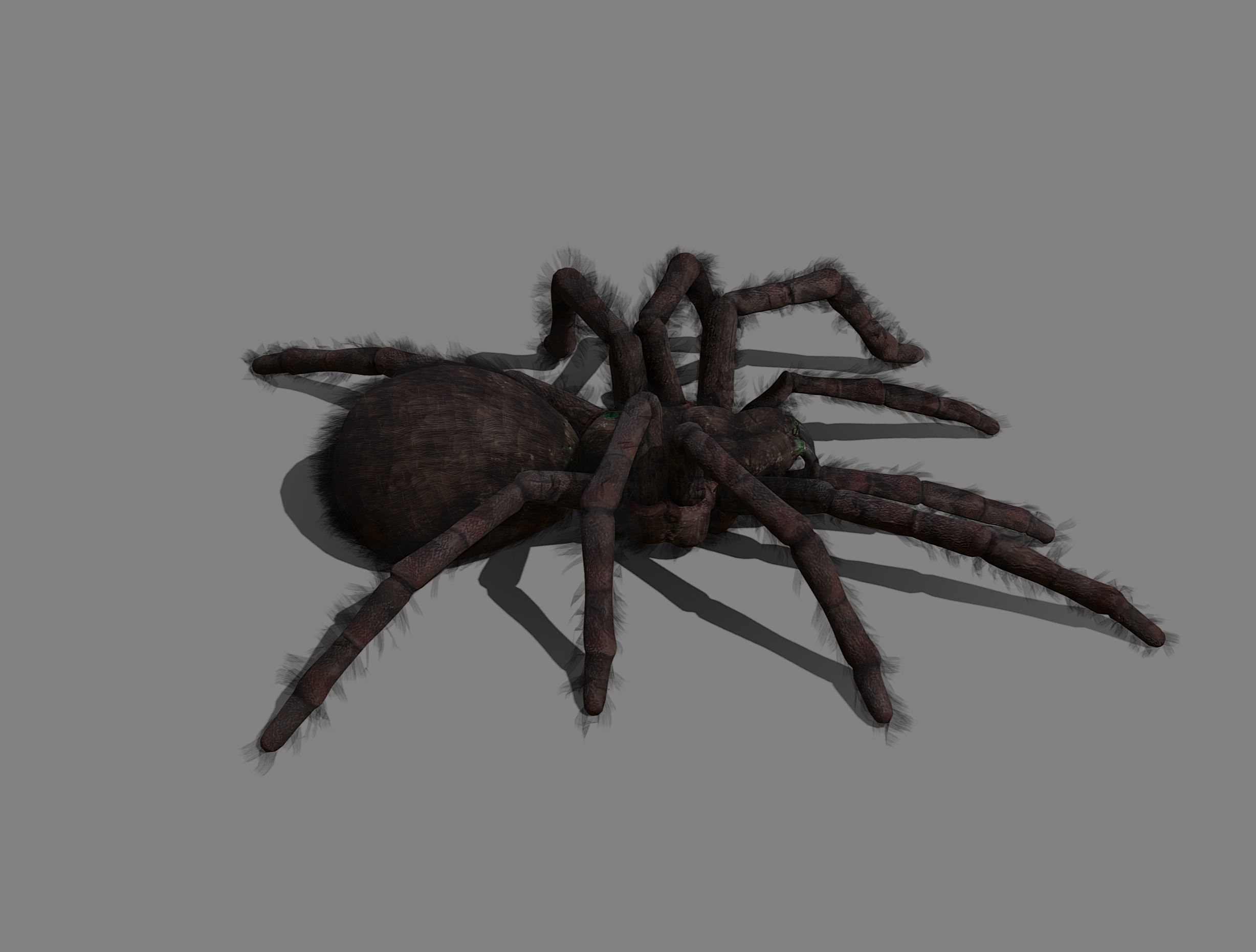 Spider - Tarantula with animations Low-poly 3D model_3