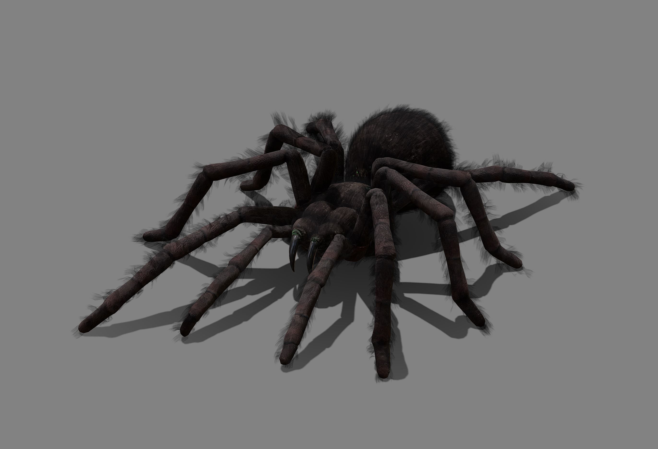 Spider - Tarantula with animations Low-poly 3D model_9