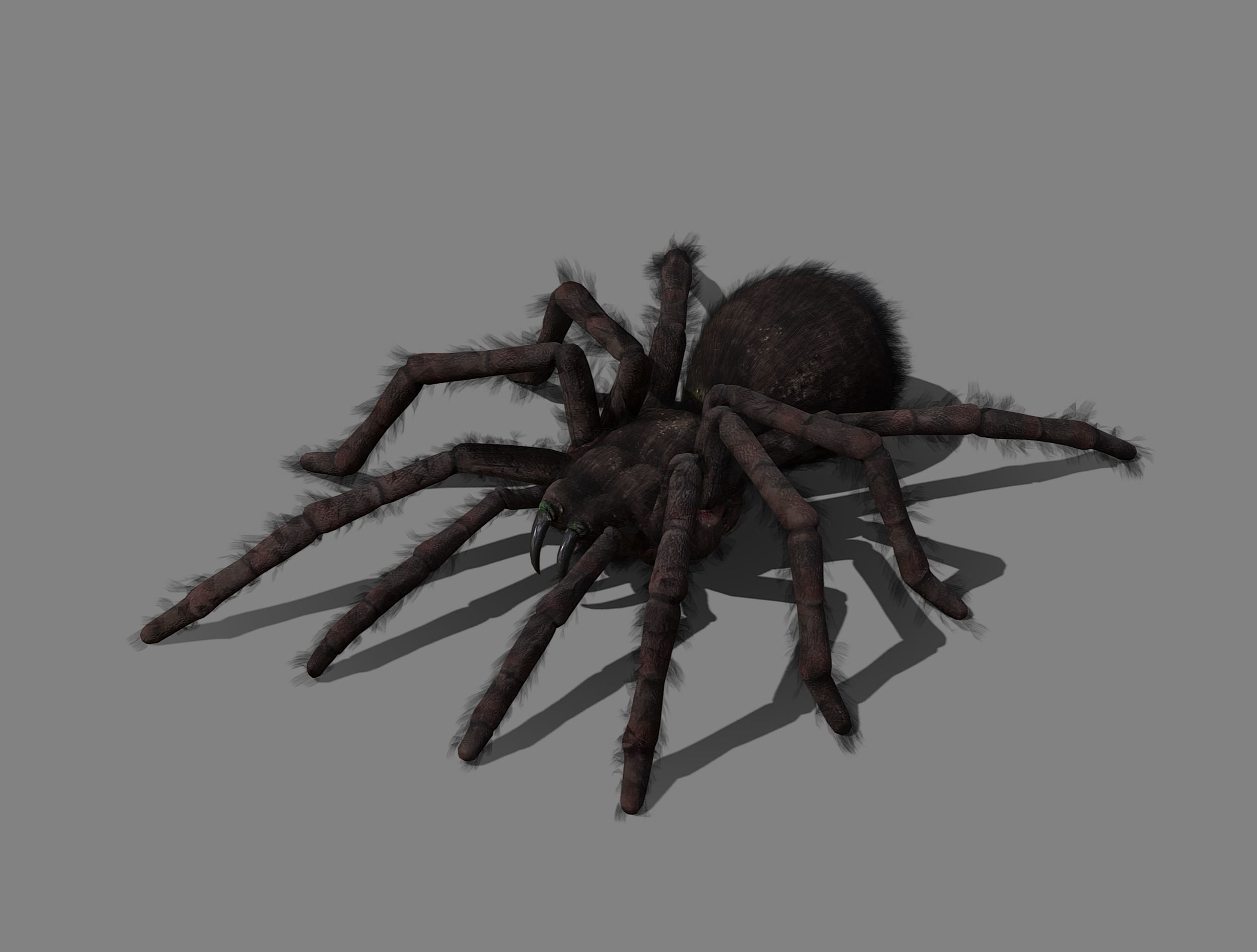 Spider - Tarantula with animations Low-poly 3D model_1